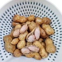 [수확중] 국내산 피땅콩 흙땅콩 생땅콩 껍질땅콩, 2kg