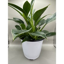 [공기정화 식물] 그린콩고 (중형), 1개