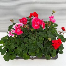 [다은꽃농원]페라고늄 펠라고늄(랜덤색상) 중품 키우기쉬운 실내공기정화식물 인테리어