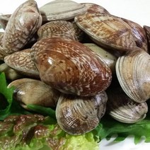 요리용왕바지락/당일손질/당일출고/, 요리용왕바지락1kg(중대엄선)