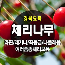 [경북농원] 체리나무묘목 신품종 자가수정 (라핀/레기나/좌등금/나폴레옹등등) 접목묘, 홍수봉 접목 중묘