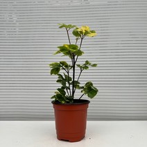 [다은꽃농원]둥글둥글 귀여운 잎 파비안 폴리셔스 키우기쉬운 실내공기정화식물 인테리어, 1개