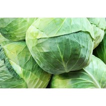 국산 제주도 양배추 당일채취, 1개입(3kg)