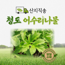 [산지직송] 어수리나물 500g 1kg 산나물 어수리