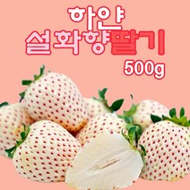 프리미엄 하얀딸기 설화향 500g, 1개