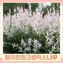 버드나무 묘목 오색버들 화이트핑크셀릭스 삽목2년생 포트묘 5개