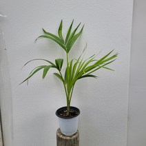 실내공기정화식물 겐차야자 중품 켄차야자 50-60cm 99, 1개