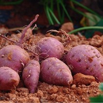 해남 산이 꿀고구마 특상 10kg 5kg 3kg 1박스 생산자 산지 직송, 특상 3kg (개당 120g~300g)