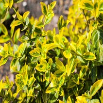 황금사철나무 H0.8m / H1.0m전후 울타리나무 (세종식물원), 1. H 0.8m 전후