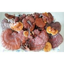 영지버섯 100g 비단풀 옻나무 영지버섯 차가버섯