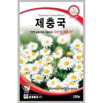 세계 제충국 씨앗 다년생 아스타 달마시안 살충제 국화과 봄 여름 가을 꽃씨 종자, 양지꽃