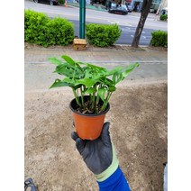 10~25cm 45 미니종 몬스테라 오블리쿠아 아단소니 소품