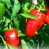 누리농산 홍피망 상 10kg 피망고추