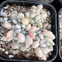[올식스] 익스펙트리아철화 금무지 다육식물 플랜테리어 반려식물 공기정화식물 개업화분