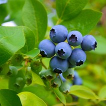 블루베리 결실주 / 넬슨 (Nelson) 아파트 베란다용 또는 온실용 / 안토시아닌 듬뿍 FT332, 1개