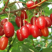 왕보리수나무 왕보리수 3년생 결실주 1주