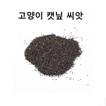반려묘 캣닙 씨앗 2g 캣닢화분 캣닢키우기 고양이