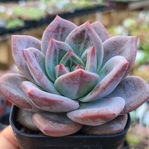 한아름 다육이 시리즈 베란다 다육식물, 8번 화이트샴페인