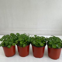 워터코인 4개묶음 실내공기정화식물 반려식물 플랜테리어 온누리꽃농원