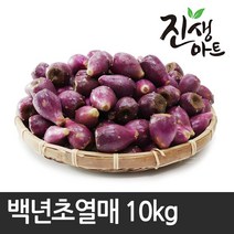 진생마트 제주도농장 제철수확! 백년초생과, 1개, 10kg