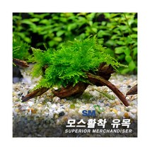 삼각모스 활착유목 [수입], 단품