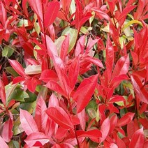 순희농장/홍가시묘목/홍가시레드로빈 1m 분/50cm/80cm 2개/30cm 6개/레드로빈, 홍가시 80cm전후 (포트 2개)