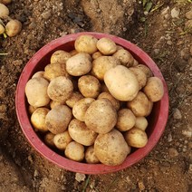 정선농부 두백 감자 특상품 강원도 정선 산지직송, 5kg
