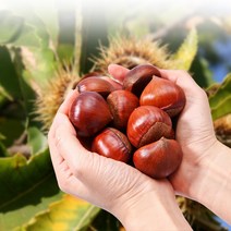 국산 약단밤 공주 정안 밤 알밤 약밤 햇밤 1kg 2kg 4kg, 3. 대 사이즈(칼집) 2kg