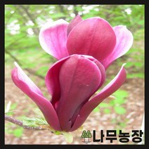 (나무농장) 목련나무 자목련 접목1년 묘목