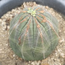 오베사 다육이 선인장 야구공 닮은 희귀 아프리카 다육식물 81-455, 단품, 1개