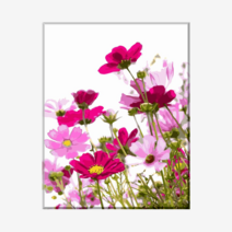 (물감2배) 모모픽스페인팅 유화그리기 J38 코스모스 꽃밭 40x50cm DIY명화그리기 명작 캔버스 페인팅 꽃 동양화