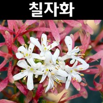 칠자화 키1m 다간형 1개/나무 묘목/꽃나무/조경용