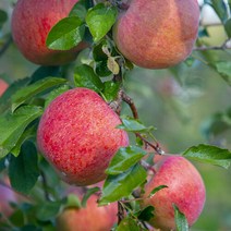 브랜드없음 [청년연구소] 청송 꿀땡이 사과 5kg 19-23과(소과), 단품없음
