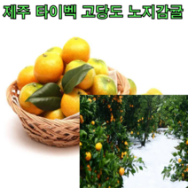 제주 타이벡 고당도 노지감귤 4.5kg 9kg 탱글과육 새콤달콤 조생 감귤 하우스 귤, 타이벡 노지감귤 4.5kg 로얄과