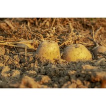 아피오스 1kg 햇수확 콩감자 인디언감자 식용 감자 인디안감자 500g (NT), 1개