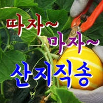 [성주참외] 꿀먹고 자란 아삭달콤한 성주참외.. 산지직배송, 1박스, 08.가정용 참외 5kg 중소과 (18~22과내외)