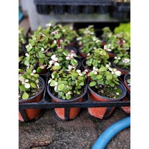 5개 식물도매 대량구매 사랑목 다육이 소품 은행목 아악무 10~25cm 45