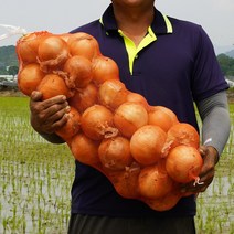 2022 국내산 햇양파 조생양파3kg 양파5kg 양파10kg 다마내기, 소/중 3Kg, 1개