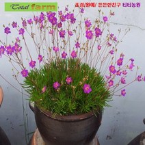팝플라워 [꽃씨] 초화화 (불꽃놀이채송화) 20립, 상세페이지 참조