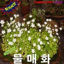 (희귀씨앗) 물매화 25립, 상세페이지 참조