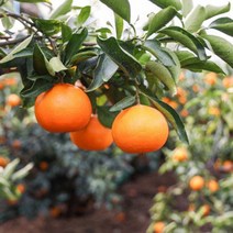 명품제주 귤, 3. 귤  3kg  선물용 로얄 중과