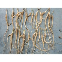 도라지 도라지모종 뿌리 묘종/종근/종자/씨도라지 (1년근) 1kg