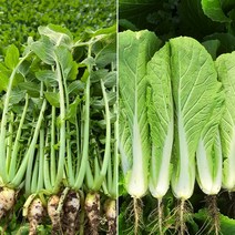포천 산지직송 아삭아삭 신선한 열무 얼갈이 반반 4kg, 열무 2kg + 얼갈이 2kg