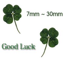 그린팜네이처 꽃보듬 압화-행운의 네잎클로버, 17mm