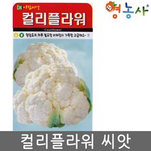 컬리플라워 씨앗 50립 콜리플라워 종자, 컬리플라워씨앗