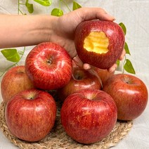 경북 햇 홍로 부사 사과 고당도 꿀사과, 5kg 중대과 (12-16과), 가정용 사과