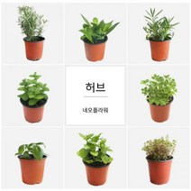 [딜]향기가 솔솔 허브 34종, H13.체리세이지