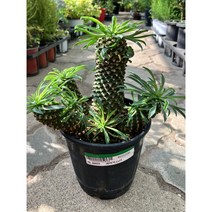 [박씨농원] 괴마옥/파인애플선인장