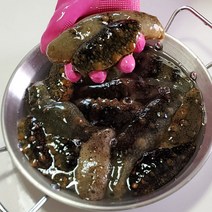 통영에서직송하는자연산해삼1kg, 자연산해삼1kg, 1개