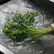 당일수확 청도 한재 미나리, 한재미나리 500g, 1개